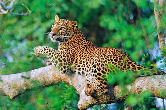 Wildlife Tours